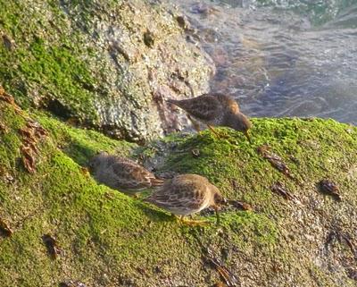 Correlimos oscuros Correlimos oscuros