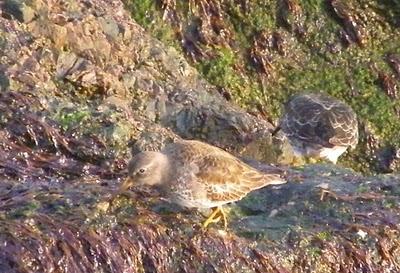 Correlimos oscuros Correlimos oscuros