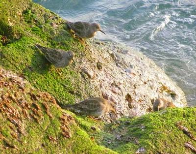 Correlimos oscuros Correlimos oscuros