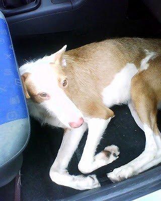 POR FAVOR AYUDA URGENTE!!! DESAPARECIDAS DOS PERRITAS QUE NECESITAN CUIDADOS!! (MURCIA) POR FAVOR AYUDA URGENTE!!! DESAPARECIDAS DOS PERRITAS QUE NECESITAN CUIDADOS!! (MURCIA)