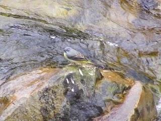 Lavandera cascadeña Lavandera cascadeña