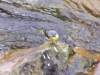 Lavandera cascadeña Lavandera cascadeña