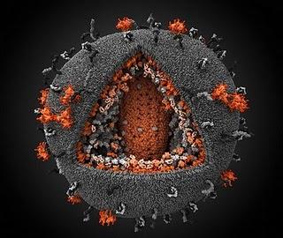 Primera descripción del SIDA: neumonía por Pneumocystis carinii