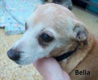 BELLA buena, viejita y austadiza EN LA PERRERA. AYUDA POR FAVOR!!!! (BARCELONA) BELLA buena, viejita y austadiza EN LA PERRERA. AYUDA POR FAVOR!!!! (BARCELONA)