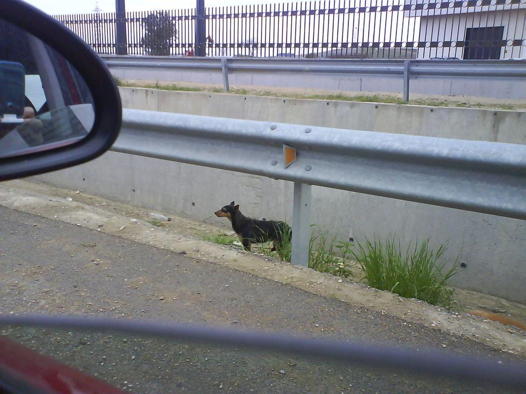 URGENTE!! Soledad, en la autovía al lado de sus amigos atropellados. xxx