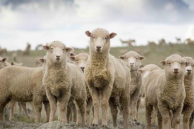 Mediocres. Los más abundantes Mediocres. Los más abundantes