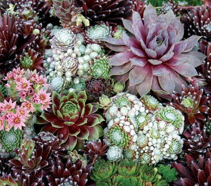 Jardines en zonas aridas o desérticas http://subirimagen.infojardin.com/sube/images/klz1285994344v.jpg