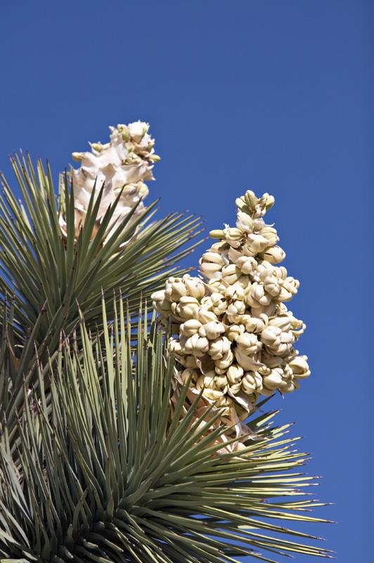 Jardines en zonas aridas o desérticas http://www.ubcbotanicalgarden.org/potd/yucca_brevifolia2.jpg