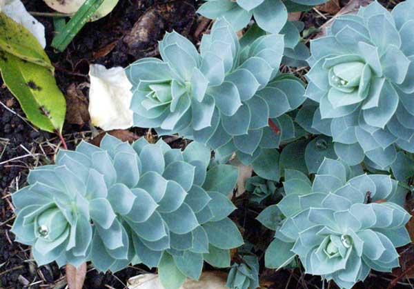 Jardines en zonas aridas o desérticas http://www.mooseyscountrygarden.com/foliage-plants/euphorbia-myrsinites.jpg