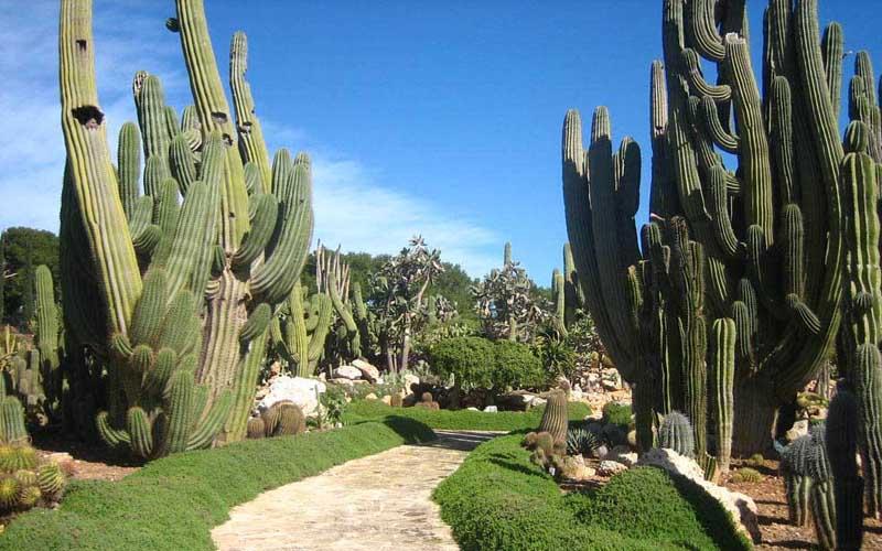 Jardines en zonas aridas o desérticas http://www.visitacasas.com/wp-content/uploads/2009/02/plantas-deserticas.jpg