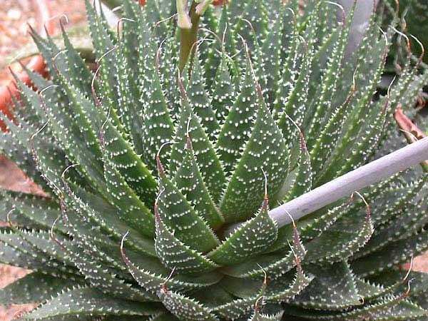 Jardines en zonas aridas o desérticas http://www.ruhr-uni-bochum.de/boga/html/Aloe.aristata.ka2.jpg