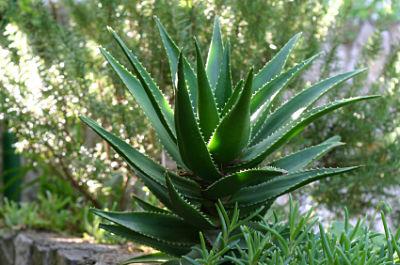Jardines en zonas aridas o desérticas http://www.my-aloe-vera.com/images/aloe-vera01.jpg