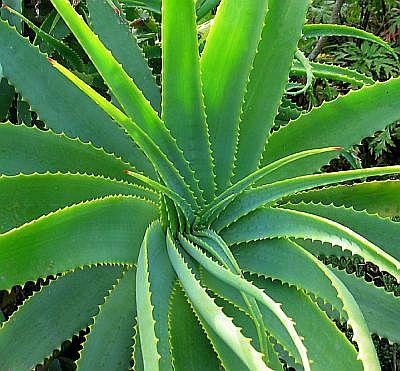 Jardines en zonas aridas o desérticas http://mydnafragrance.com/perfume/images/AloeVeraPlant_Full.jpg