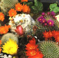 Jardines en zonas aridas o desérticas http://www.dekogarden.es/WebRoot/StoreES2/Shops/61635447/4B1F/DA42/8713/E4E4/ABB8/C0A8/28BC/67C9/cactus.jpg