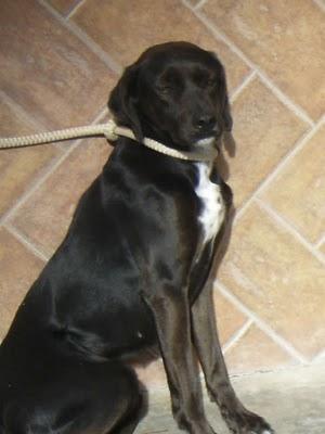 JANIS, PRECIOSA PERRITA UTILIZADA POR SUS DOS DUEÑOS SOLO PARA PARIR. HA SUFRIDO MUCHÍSIMO... (Sevilla) JANIS, PRECIOSA PERRITA UTILIZADA POR SUS DOS DUEÑOS SOLO PARA PARIR. HA SUFRIDO MUCHÍSIMO... (Sevilla)