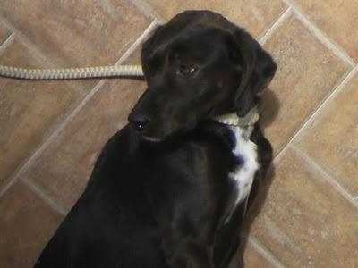 JANIS, PRECIOSA PERRITA UTILIZADA POR SUS DOS DUEÑOS SOLO PARA PARIR. HA SUFRIDO MUCHÍSIMO... (Sevilla) JANIS, PRECIOSA PERRITA UTILIZADA POR SUS DOS DUEÑOS SOLO PARA PARIR. HA SUFRIDO MUCHÍSIMO... (Sevilla)