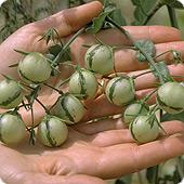 De cómo el tomate conquistó el mundo (I): Sus humildes orígenes.