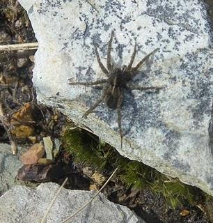 Arañas lobo Arañas lobo