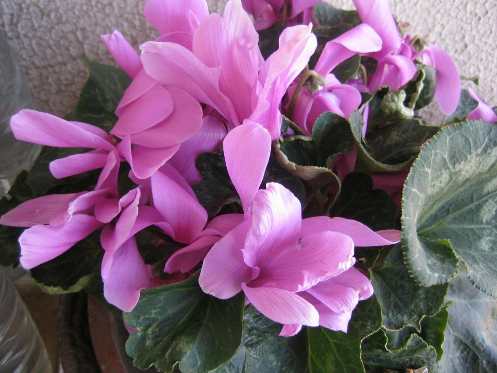 EL JARDIN DE LAS PLANTAS el jardin de las plantas: