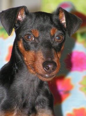 PINSCHER MINIATURA