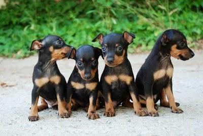 PINSCHER MINIATURA