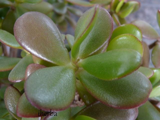 Crassula ovata y arborescens