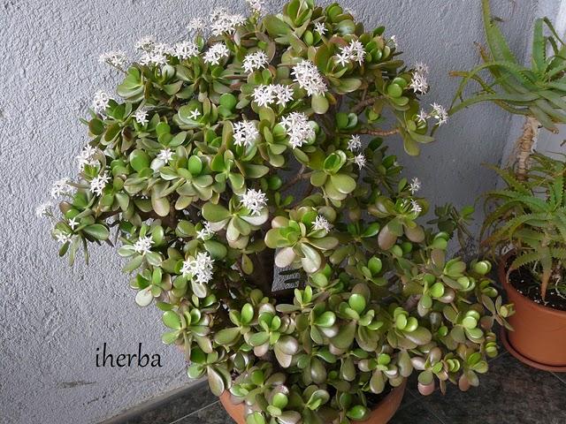 Crassula ovata y arborescens