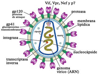 El virus VIH utiliza a la polifacética proteína Vif para reactivarse