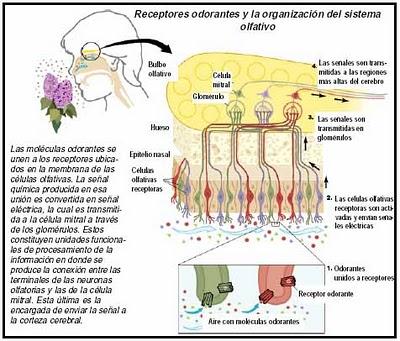 ¿Funciona y es efectiva la aromateràpia? Efectos de los aceites esenciales sobre el cuerpo. ¿Funciona y es efectiva la aromateràpia? Efectos de los aceites esenciales sobre el cuerpo.