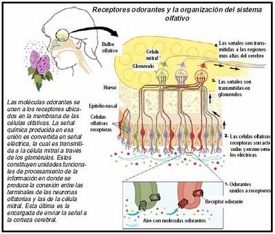 ¿Funciona  y es efectiva la aromateràpia? Efectos de los aceites esenciales sobre el cuerpo.