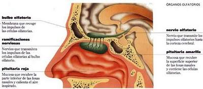 ¿Funciona  y es efectiva la aromateràpia? Efectos de los aceites esenciales sobre el cuerpo.