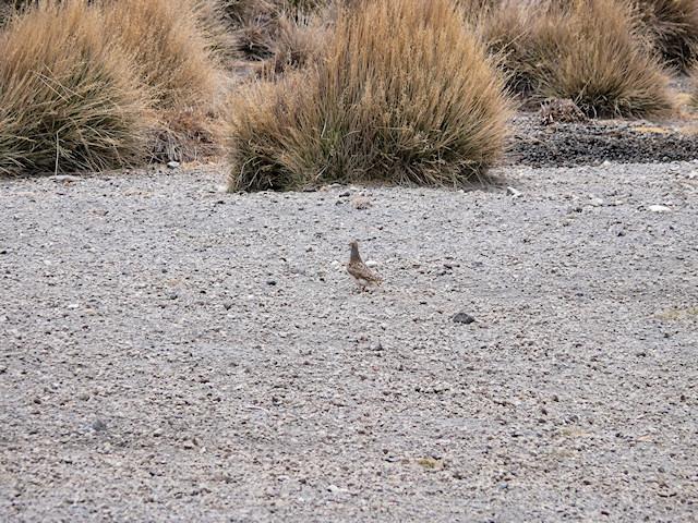 PORTFOLIO: Thinocorus orbignyanus, Pucu pucu - Thinocoridae, Parque Nacional Sajama, Bolivia