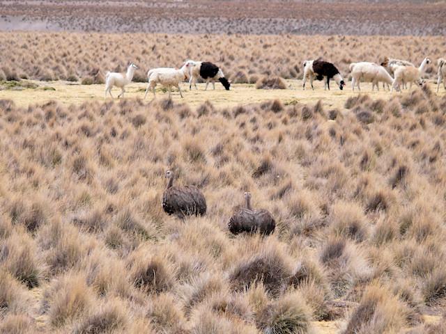 PORTFOLIO: Thinocorus orbignyanus, Pucu pucu - Thinocoridae, Parque Nacional Sajama, Bolivia