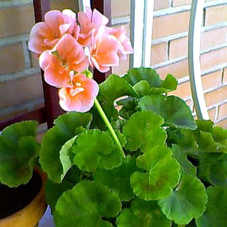 La Floración según la época del año http://www.igooh.com/uc/in/37127.jpg