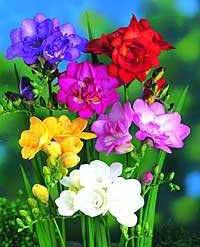 La Floración según la época del año http://4.bp.blogspot.com/_tmlwUECADhs/SKgPvu-nx2I/AAAAAAAAAEY/Ey0kMkK-moc/s320/freesia-hybrida-colores.jpg