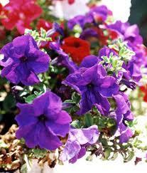 La Floración según la época del año http://t2.gstatic.com/images?q=tbn:ANd9GcSx8yzho368xkAyUr2DRCL5Ya0TYjuwlyMJ_8WCfyk9PhdUgyozUw&t=1