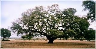 Aprobada la declaración del Valle de Alcudia como Parque Natural Aprobada la declaración del Valle de Alcudia como Parque Natural