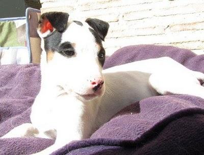 LOU, preciosa cachorra de 2 meses en adopción. (Valencia)