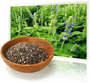 Salvia Hispanica (Chia)