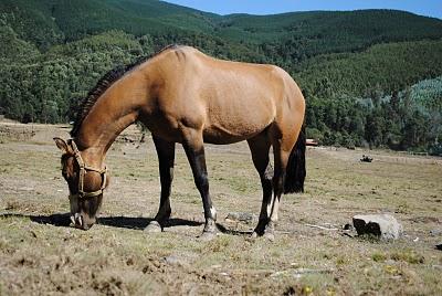 CAMPO en TRONGOL -CHILE