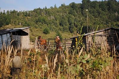 CAMPO en TRONGOL -CHILE