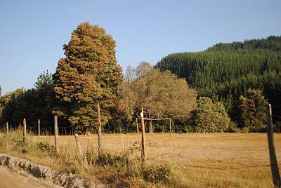 CAMPO en TRONGOL -CHILE