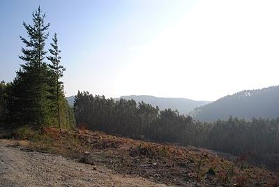 CAMPO en TRONGOL -CHILE