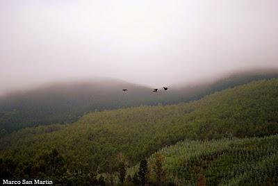 CAMPO en TRONGOL -CHILE