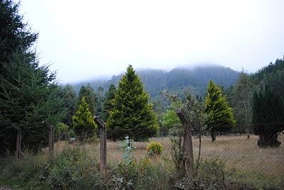 CAMPO en TRONGOL -CHILE