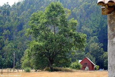 CAMPO en TRONGOL -CHILE