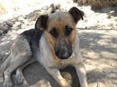 Redifusión de los perros de Alexa Redifusión de los perros de Alexa