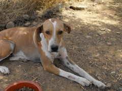 Redifusión de los perros de Alexa Redifusión de los perros de Alexa