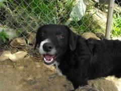 Redifusión de los perros de Alexa Redifusión de los perros de Alexa