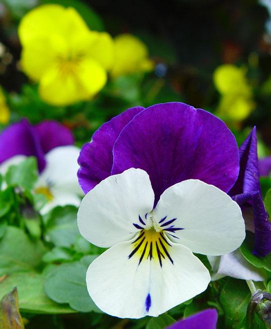 Llegó el Otoño!! en el Hemisferio Sur. http://viveroalegre.com/blog/wp-content/uploads/flores-pensamientos.jpg